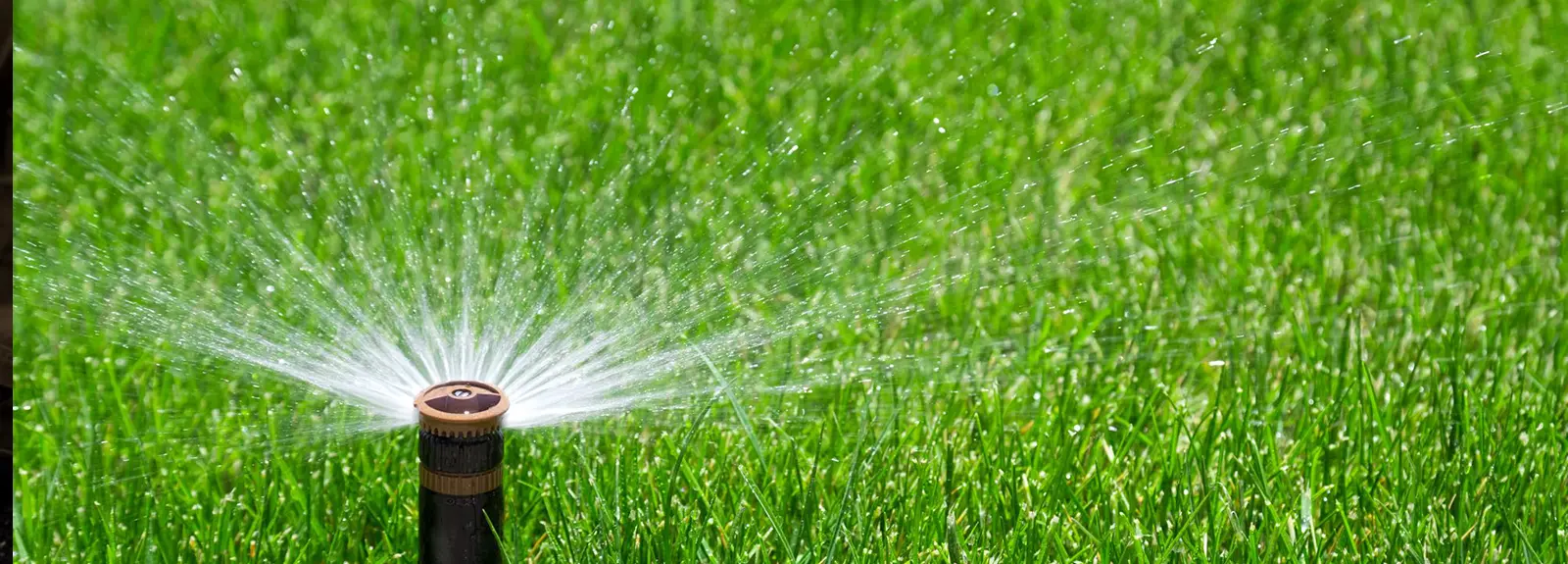 Sprinkler Watering Lawn After Repair